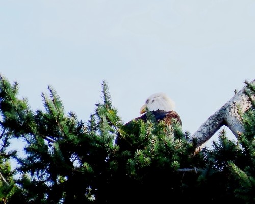 Hollywood Park Eagle (from park field) 23 Oct. 2023.JPG