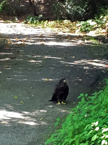 157 My friend saw Darla walking on the westside pond path at 1030am and sent me this photo.jpg