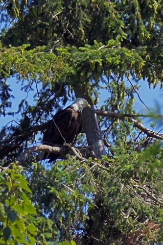 165e Mom waits for Joey at the nest tree.jpg