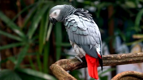 grey parrot.jpg