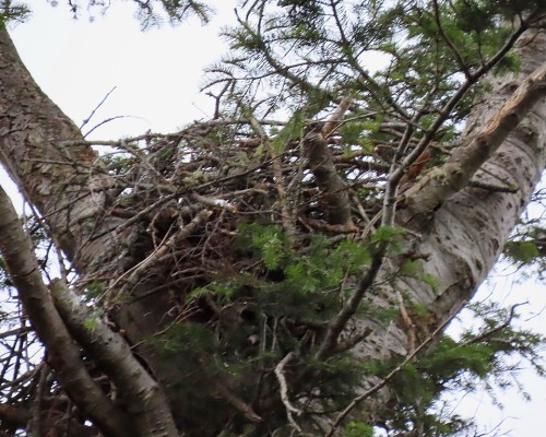 Saxe Pt. Park Eagle Nest (1).JPG