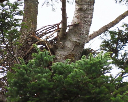 Saxe Pt. Park Eagle Nest (2).JPG