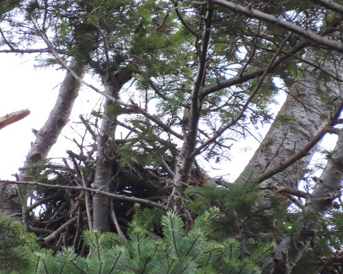 Saxe Pt. Park Eagle Nest (3).JPG