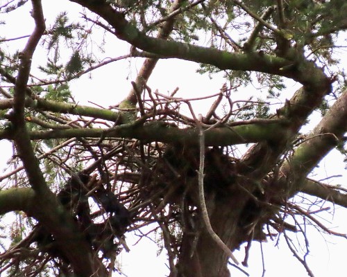 Hollywood Park Eagle Nest (2).JPG