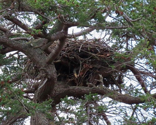 Island Rd. Eagle Nest IMG_7648.JPG