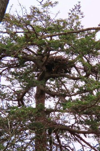 Island Rd. Eagle Nest Tree IMG_7649.JPG