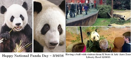 natl panda day- k state ark auto zone liberty bowldone.jpg