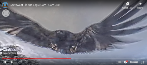 Screenshot 2024-03-10 at 14-19-03 southwest florida eagle cam live – Southwest Florida Eagle Cam.png