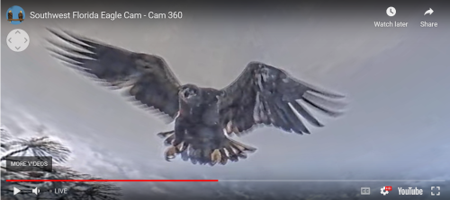 Screenshot 2024-03-10 at 14-19-17 southwest florida eagle cam live – Southwest Florida Eagle Cam.png