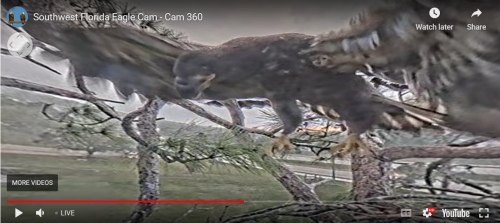 Screenshot 2024-03-10 at 14-15-49 southwest florida eagle cam live – Southwest Florida Eagle Cam.png