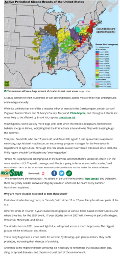 Screenshot 2024-03-11 at 13-57-40 Map shows cicadas to swarm US for first time in 200 years.png