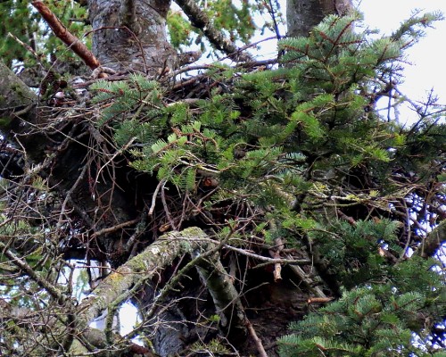 Hummingbird Lane Eagle Nest(1).JPG