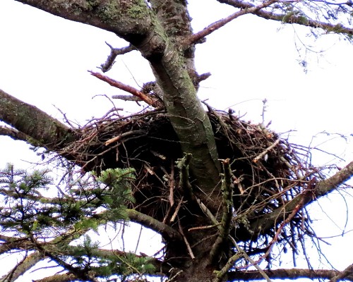Hummingbird Lane Eagle Nest(2).JPG