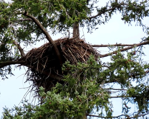 Lochside Dr. Eagle Nest(1).JPG