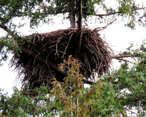 Lochside Dr. Eagle Nest(2).JPG