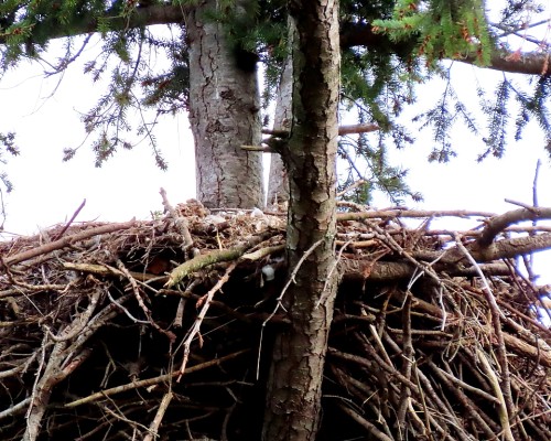 Lochside Dr. Eagle Nest(3).JPG