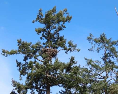 Roberts Bay Nest Tree 10 Mar. 2024.JPG