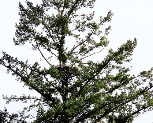 Reay Creek Nest Tree.JPG