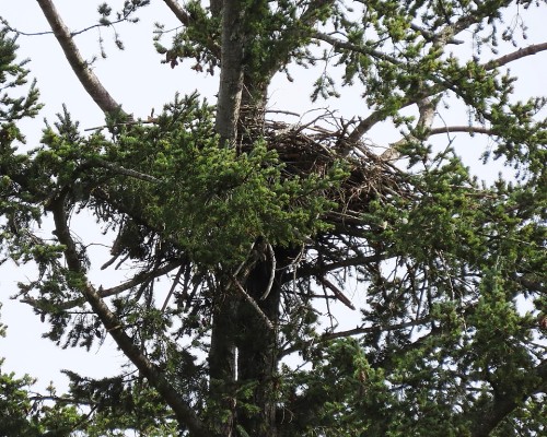 Reay Creek Eagle Nest(2).JPG