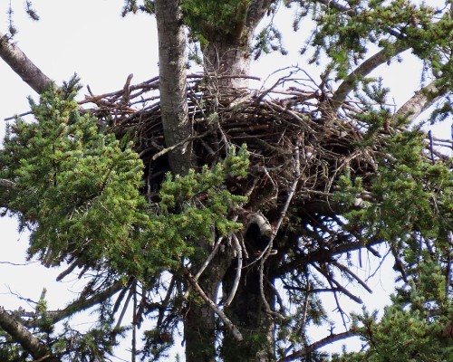 Reay Creek Eagle Nest(1).JPG