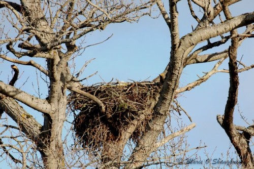 Lansdowne Eagle (Marie Photo) 5 Mar. 2024.jpg
