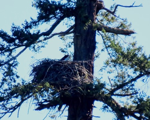 Centennial Park Eagle in Nest.JPG