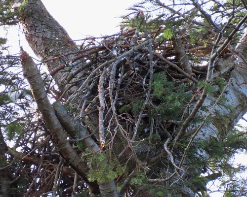 Saxe Pt. Park Nest(1) 2 Mar. 2024.JPG