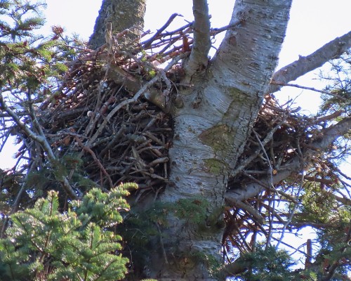 Saxe Pt. Park Nest(2) 26 Mar. 2024.JPG