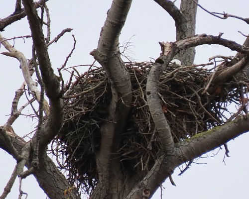 Lansdowne Beach Dr. Eagle Nest(2).JPG