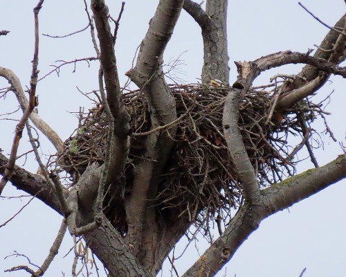 Lansdowne Beach Dr. Eagle Nest(5).JPG