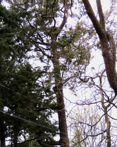 Sylvan Lane Eagle Nest Tree 20 Mar. 2024.JPG