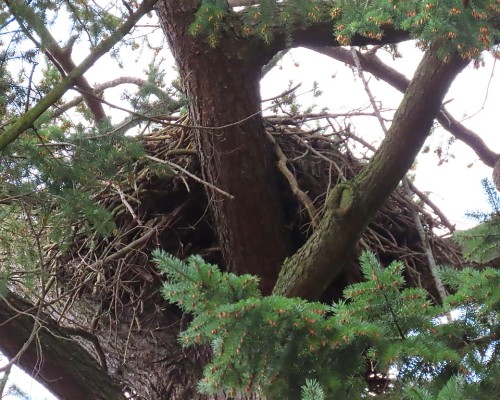 Sylvan Lane Eagle Nest(1) 20 Mar. 2024.JPG