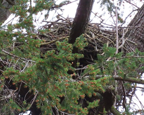 Sylvan Lane Eagle Nest(2) 20 Mar. 2024.JPG