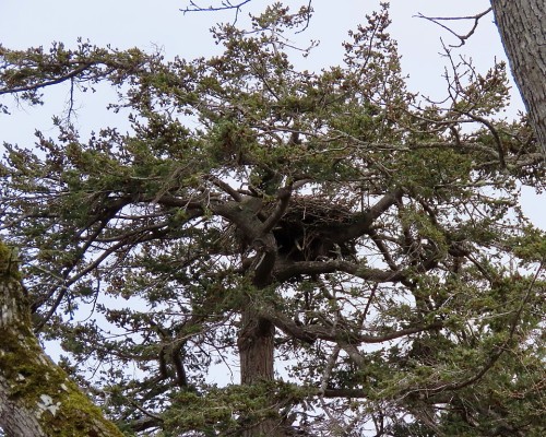 Island Road Eagle Nest(3) 20 Mar. 2024.JPG