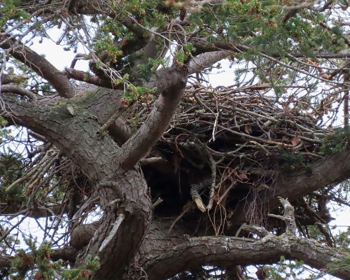 Island Road Eagle Nest(4) 20 Mar. 2024.JPG