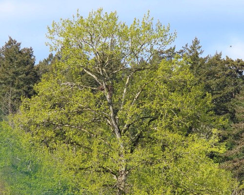 Cordova Bay Golf Course Eagle Nest Tree.JPG