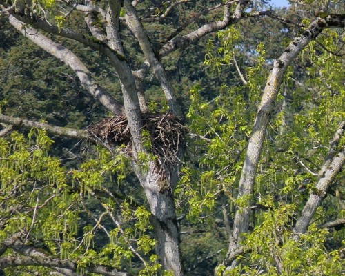 Cordova Bay Golf Course Eagle Nest.JPG