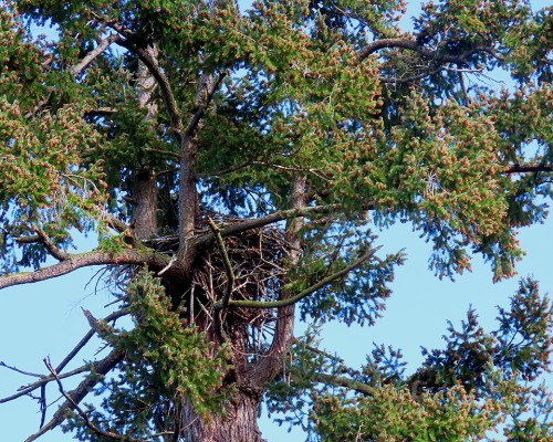 Coal Pt. Eagle Nest Tree 9 Apr. 2024.JPG