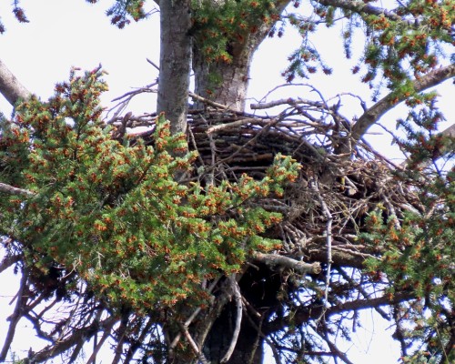 Reay Creek Eagle Nest(1) 9 Apr. 2024.JPG