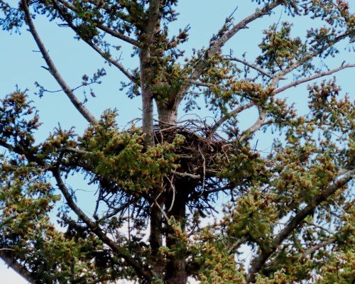 Reay Creek Eagle Nest(2) 9 Apr. 2024.JPG