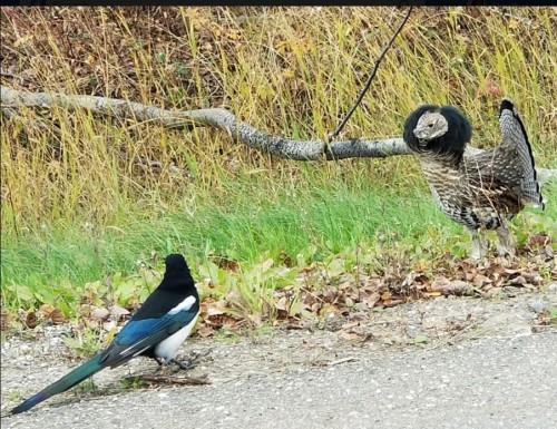 magpie and grouse having a disagreement 1 oct 6 2017.jpg