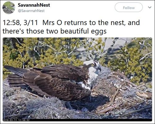 (6)Mrs. O with her 2 eggs 11 Mar. 12.58pm.JPG