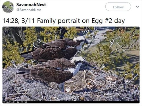 (10)Both osprey with 2 eggs 11 Mar. 14.28pm.JPG