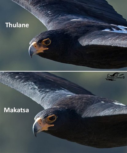 Black Eagle Thulane Makatsa Ernest Porter.jpg