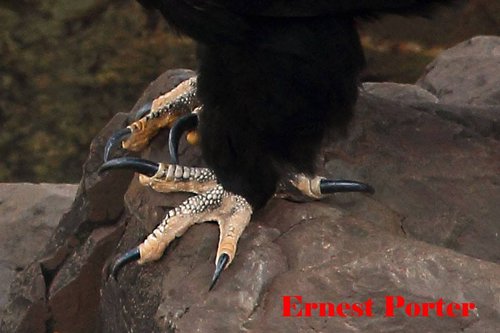 Black Eagle foot by Ernest Porter.jpg
