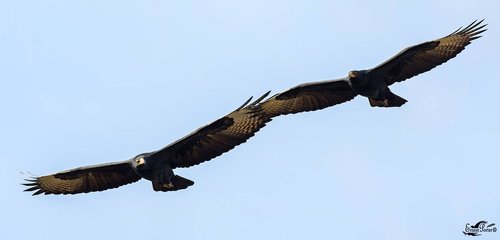 Black Eagle Makatsa L Thulane R Ernest Porter.jpg