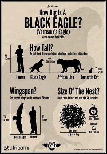 Black Eagle size chart by Africam.jpg