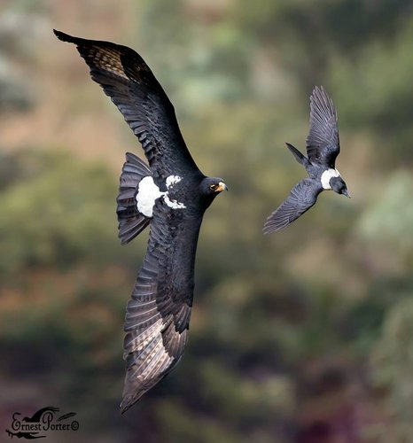 Black Eagle   with Pied Crow Ernest Porter.jpg