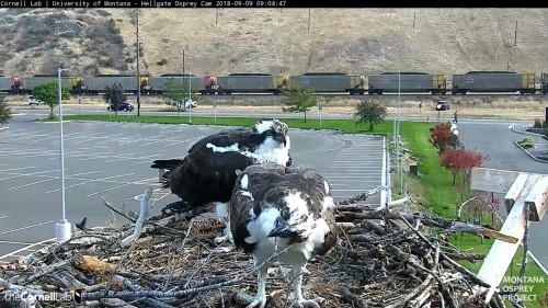 hellgate osprey louis keeps playing with stick 9 04 sept 9 .jpg