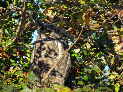 Great Horned Owl at Anderson Hill October 10-2018.jpg